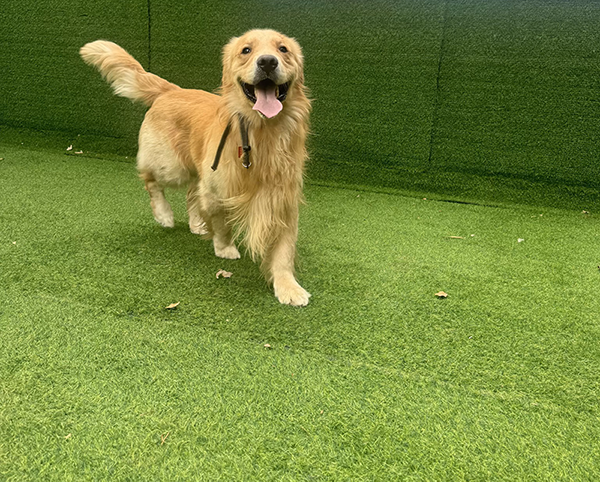 best synthetic grass for dogs