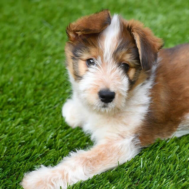 Outdoor Fake Turf Grass for Dogs