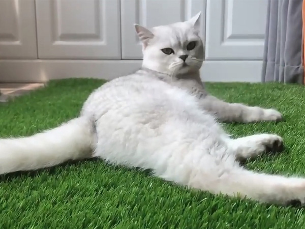 Best Dog Friendly Artificial Turf | Safe Pet Friendly Grass