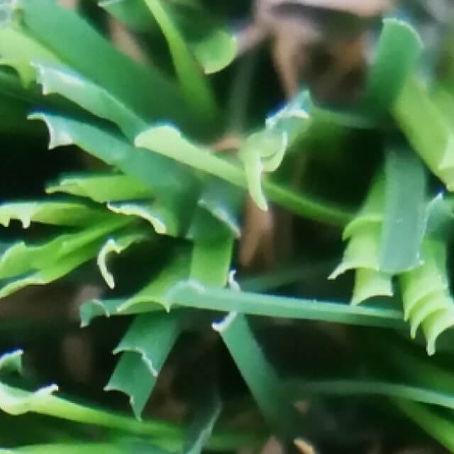 artificial lawn for sales