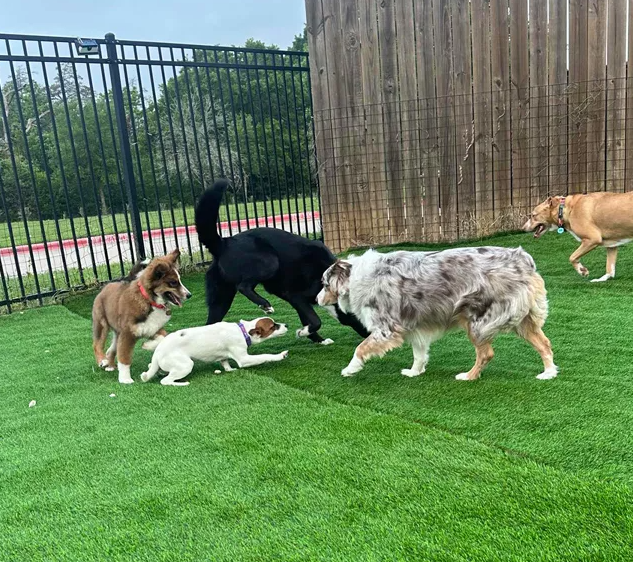 How To Maintain Artificial Grass with Dogs?