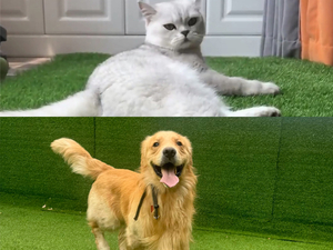 pet friendly artificial grass.jpg