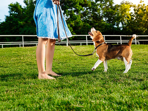 china synthetic grass for dogs manufacturer.jpg