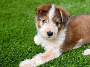 pet friendly synthetic turf for sale.jpg