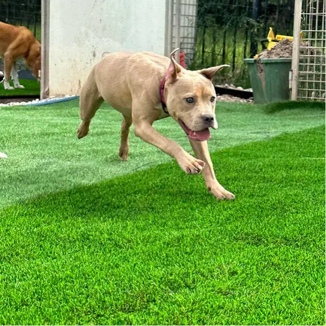 How Much Can You Save Compared To Natural Grass with Artificial Lawn Landscaping?