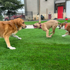 Artificial Grass for Dogs