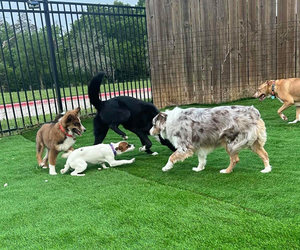 العشب الصناعي.png