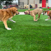 pet friendly artificial turf