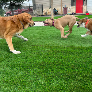 pet friendly artificial turf