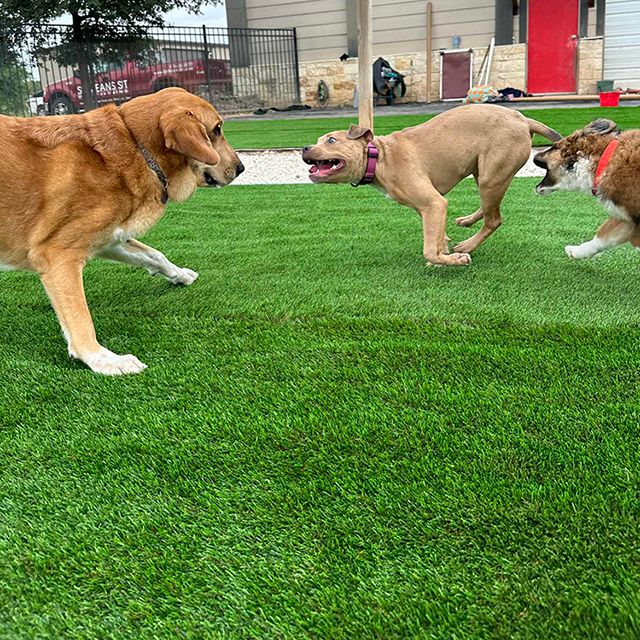 pet friendly artificial turf