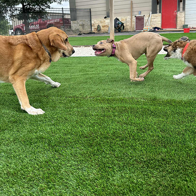 pet friendly artificial turf