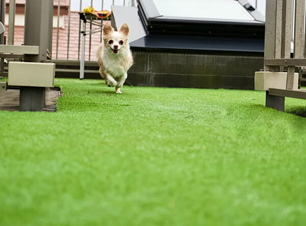 Er falske græsgræs til hunde en god idé? 
