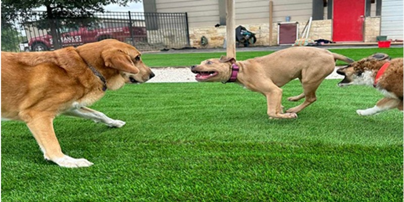 synthetic turf synthetic turf