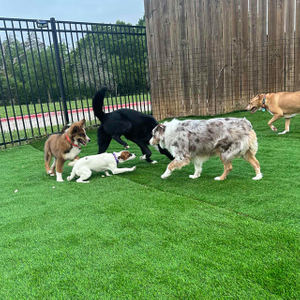 Pet Friendly Artificial Grass Landscaping for Dogs