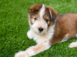 china pet friendly synthetic turf supplier.jpg