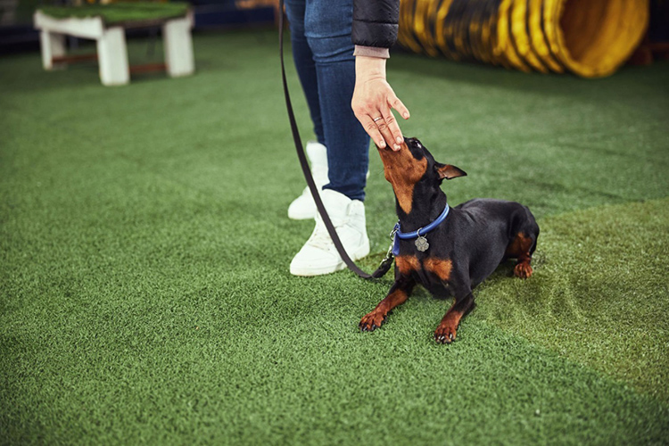 Xihy best synthetic grass for dogs.jpg